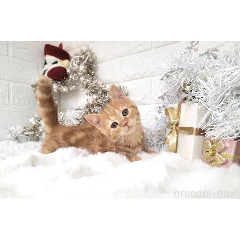 販売中の埼玉県のミヌエット-130357の4枚目