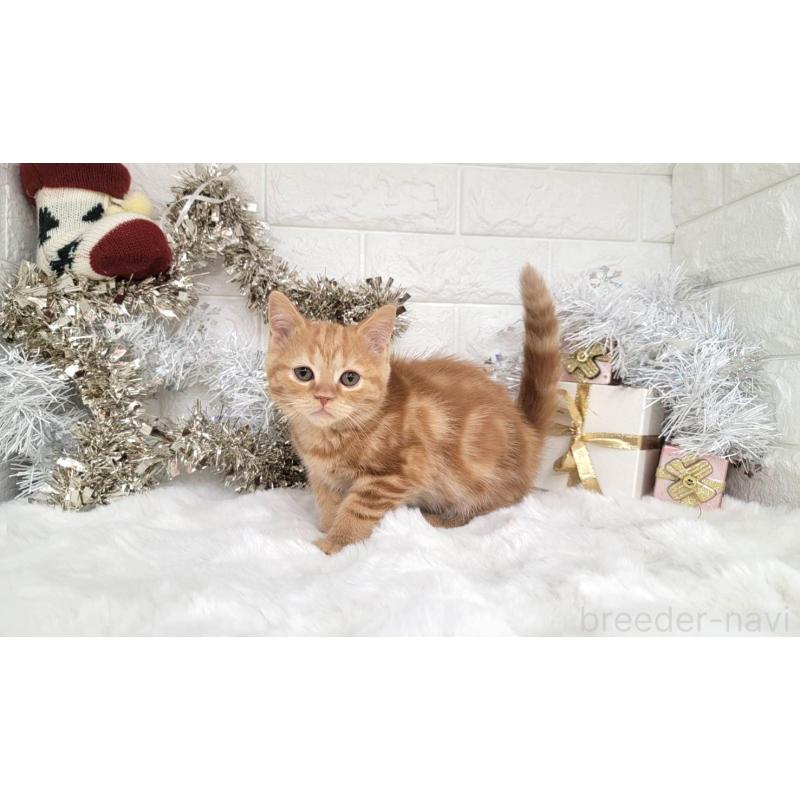 販売中の埼玉県のミヌエット-130357の3枚目