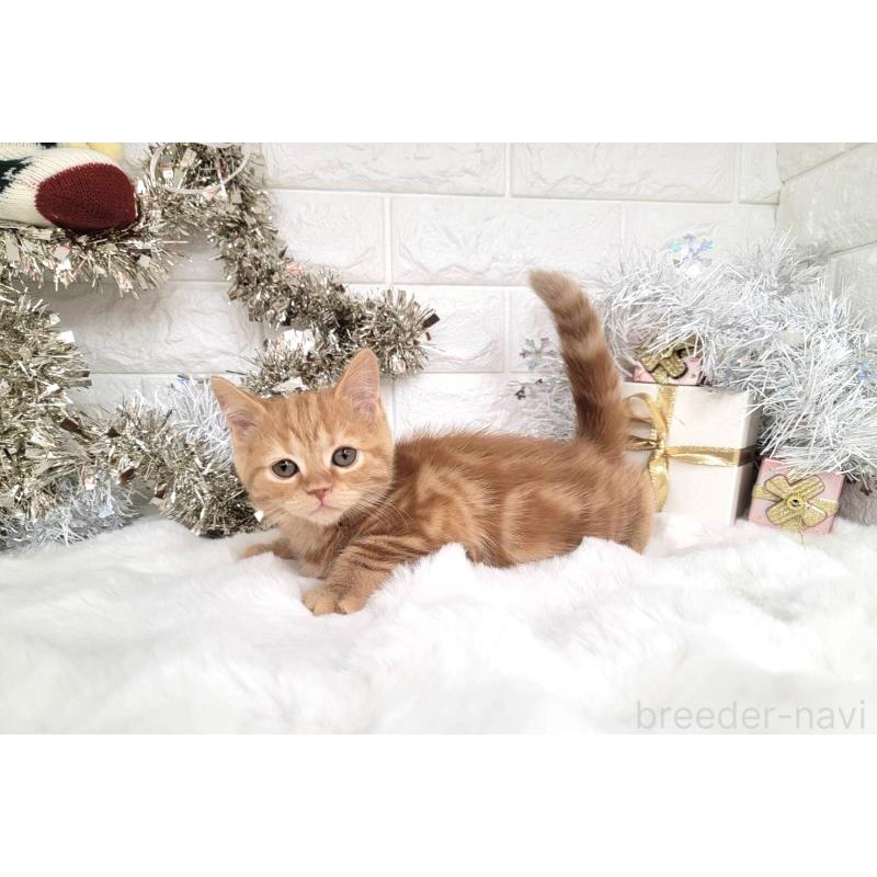 販売中の埼玉県のミヌエット-130357の2枚目