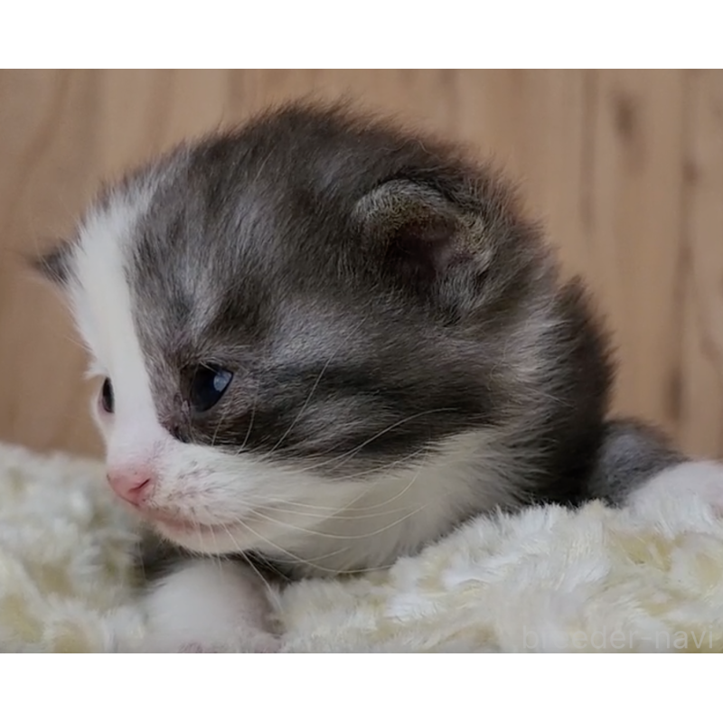 販売中の奈良県のマンチカン-132486の3枚目