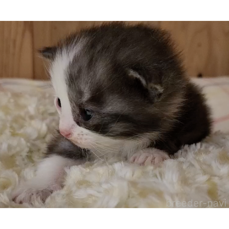 販売中の奈良県のマンチカン-132486の2枚目