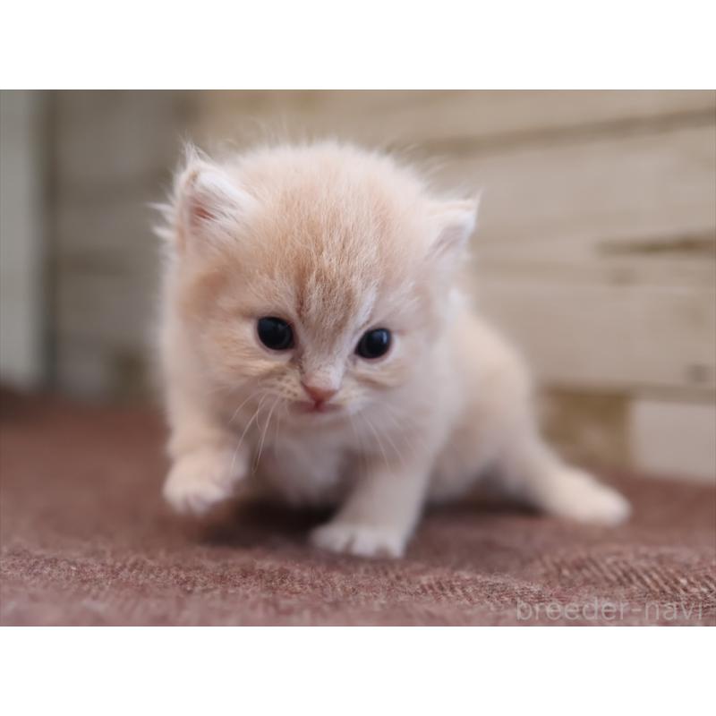 販売中の愛知県のサイベリアン-132487の7枚目