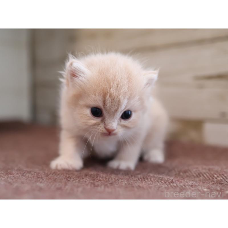 販売中の愛知県のサイベリアン-132487の6枚目