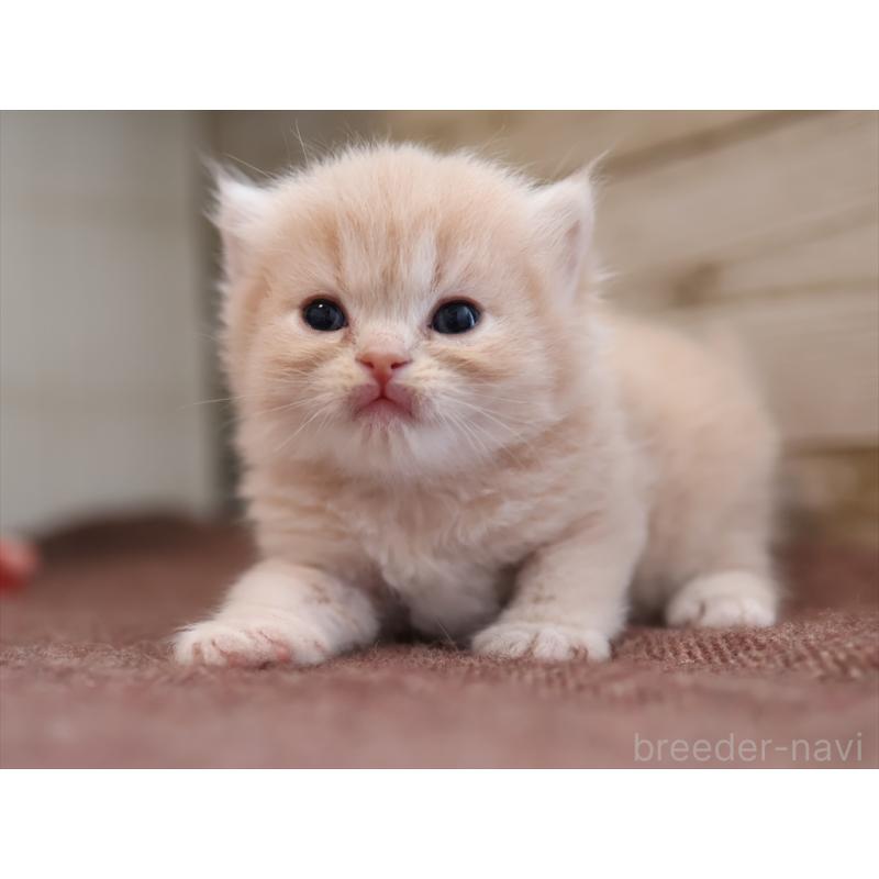 販売中の愛知県のサイベリアン-132487の5枚目