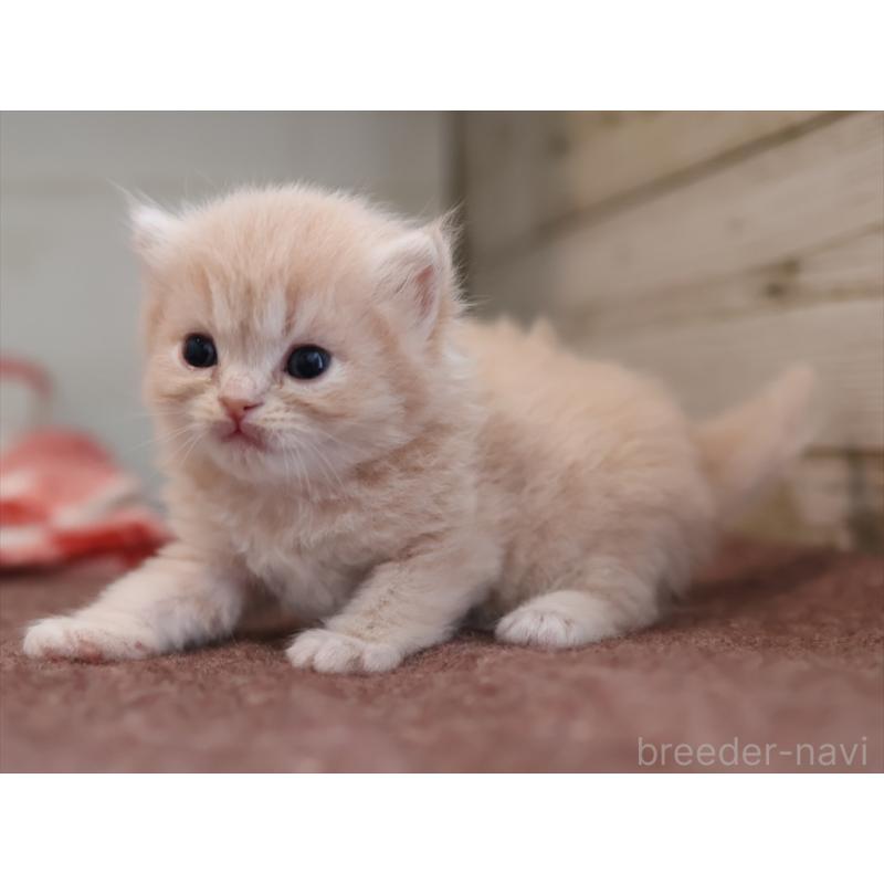 販売中の愛知県のサイベリアン-132487の4枚目