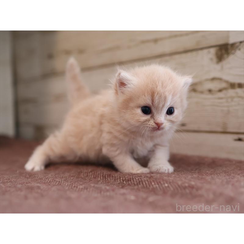 販売中の愛知県のサイベリアン-132487の3枚目