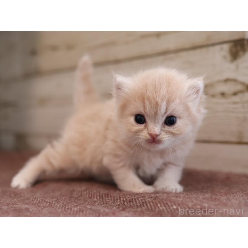 販売中の愛知県のサイベリアン-132487の2枚目