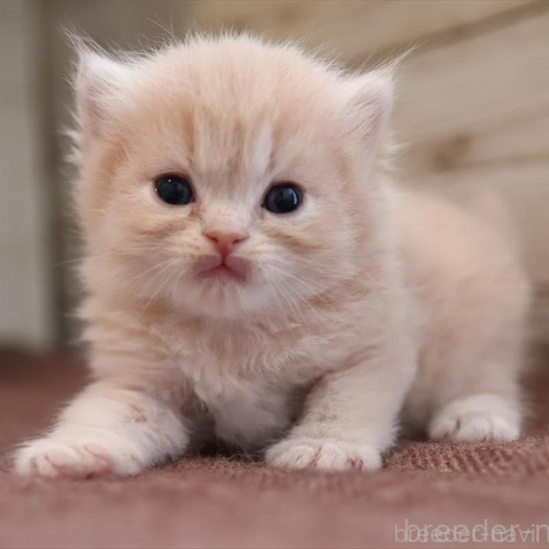 販売中の愛知県のサイベリアン-132487