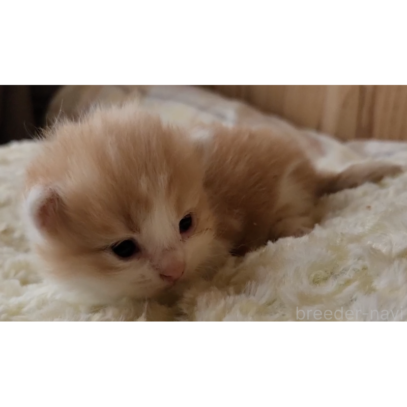 販売中の奈良県のマンチカン(短足)-132488の2枚目