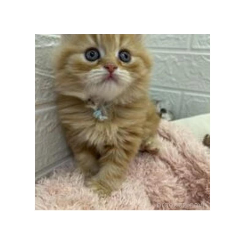 販売中の埼玉県のスコティッシュフォールド-132489の12枚目