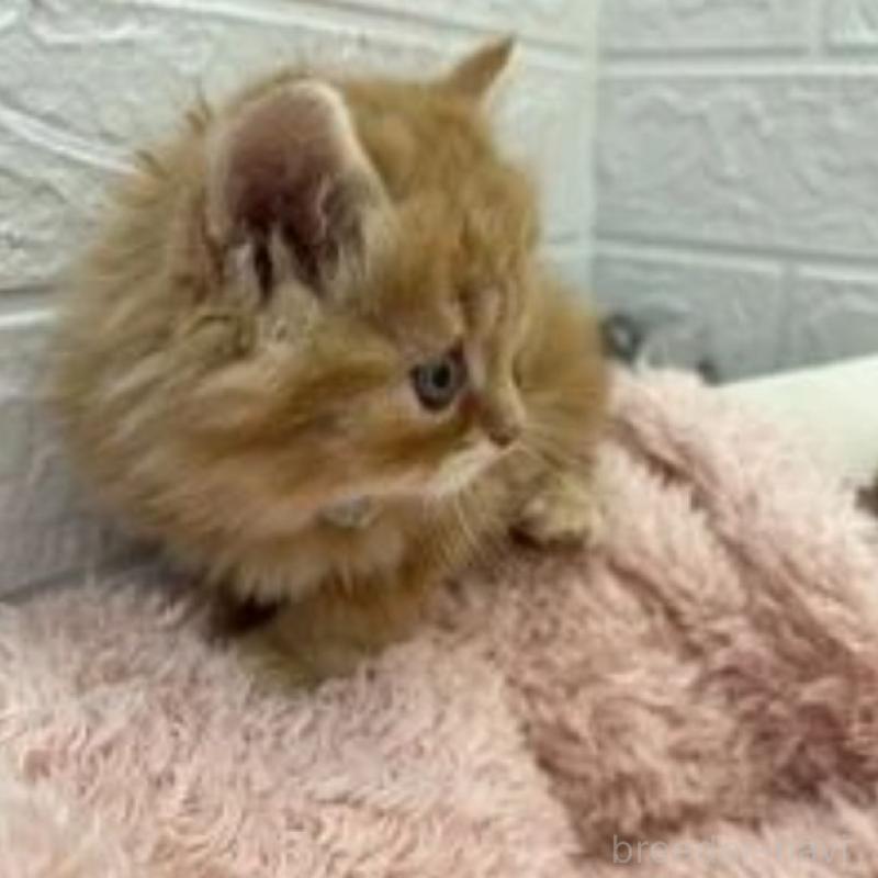 販売中の埼玉県のスコティッシュフォールド-132489の11枚目