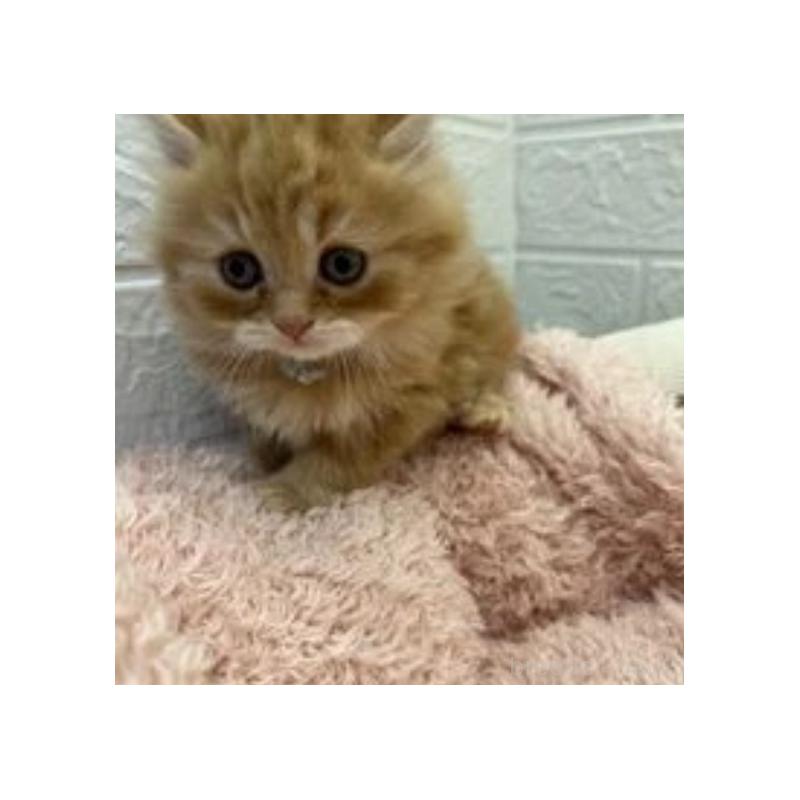 販売中の埼玉県のスコティッシュフォールド-132489の10枚目