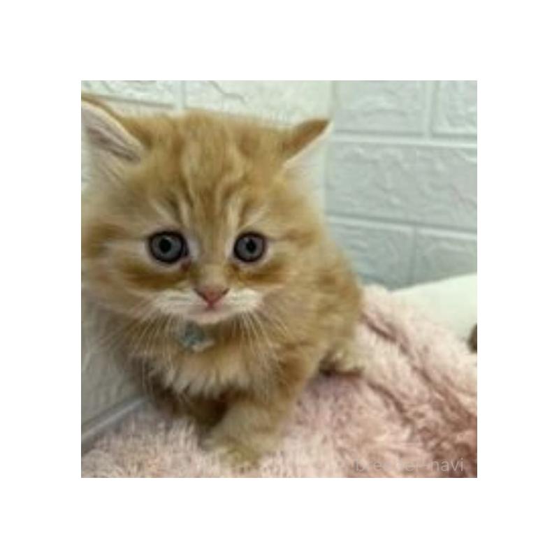 販売中の埼玉県のスコティッシュフォールド-132489の9枚目