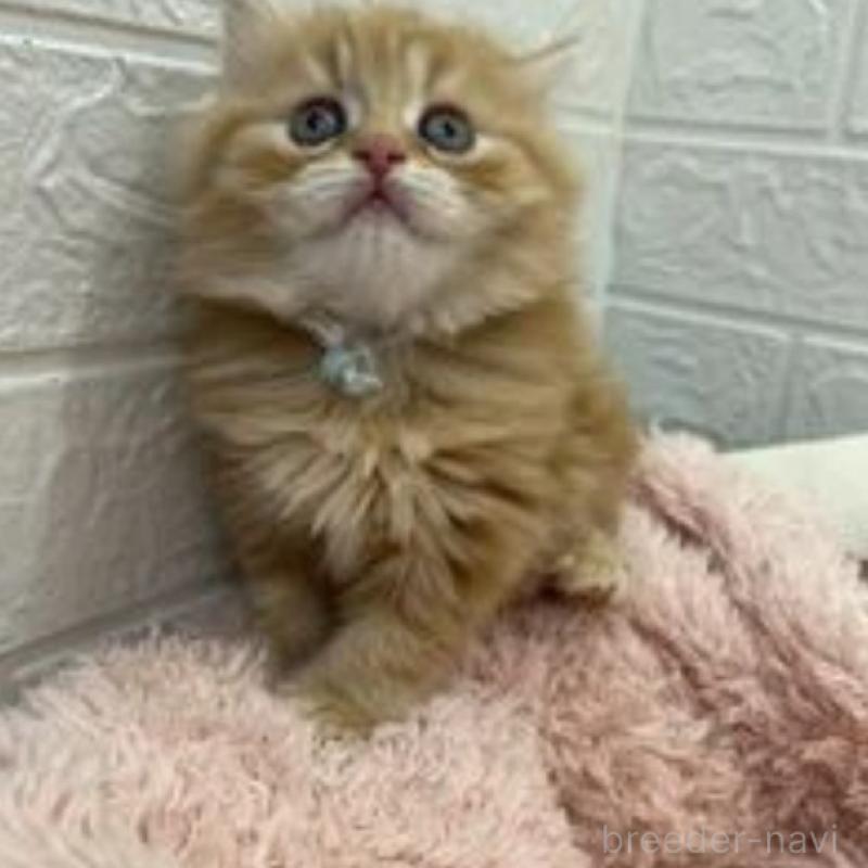 販売中の埼玉県のスコティッシュフォールド-132489の8枚目