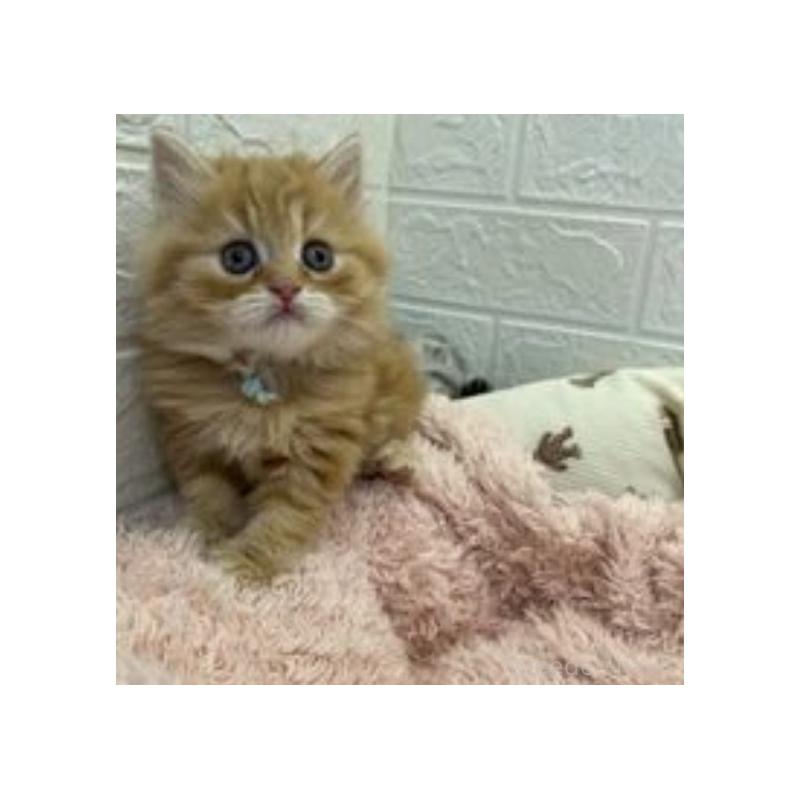 販売中の埼玉県のスコティッシュフォールド-132489の7枚目