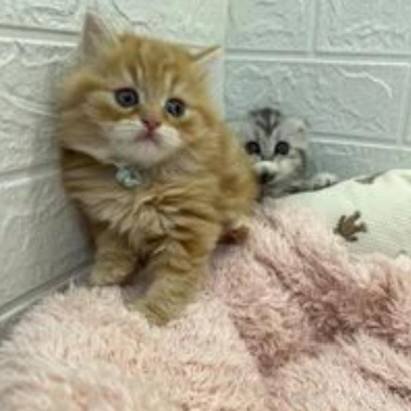 販売中の埼玉県のスコティッシュフォールド-132489の6枚目