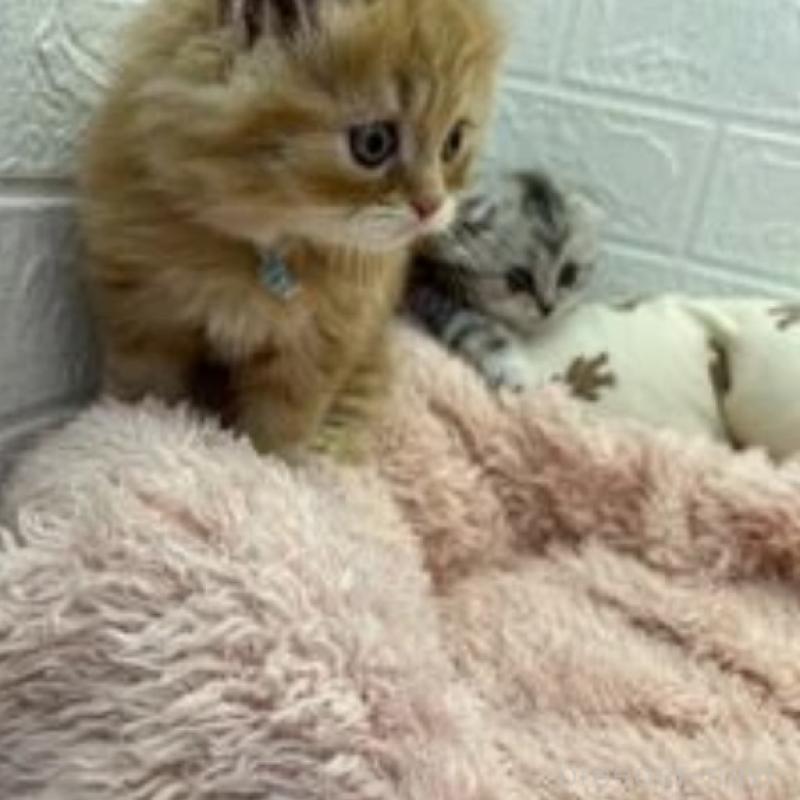 販売中の埼玉県のスコティッシュフォールド-132489の5枚目