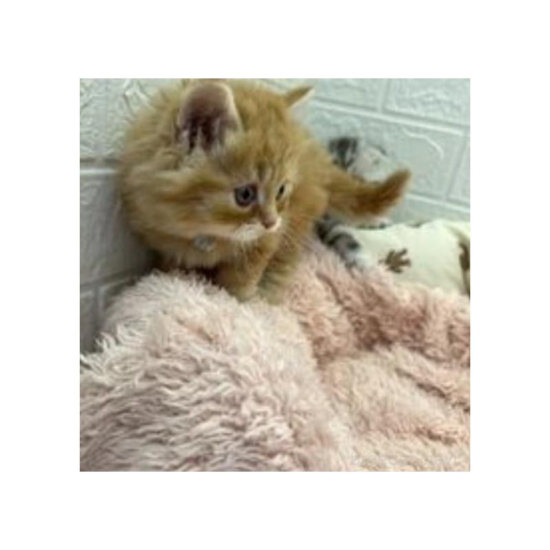 販売中の埼玉県のスコティッシュフォールド-132489の4枚目