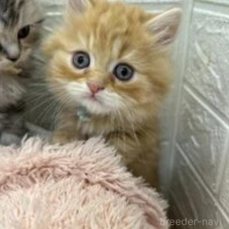 販売中の埼玉県のスコティッシュフォールド-132489の3枚目