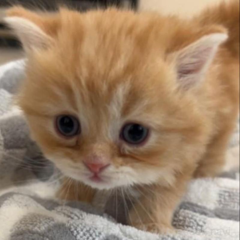 販売中の埼玉県のスコティッシュフォールド-132489の2枚目