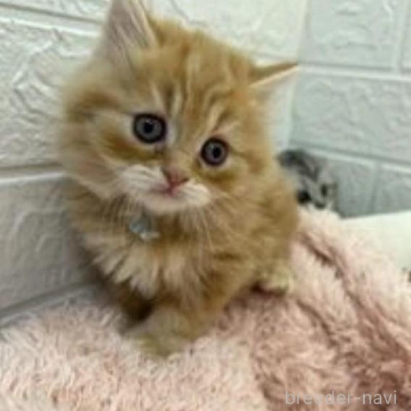 販売中の埼玉県のスコティッシュフォールド-132489の1枚目