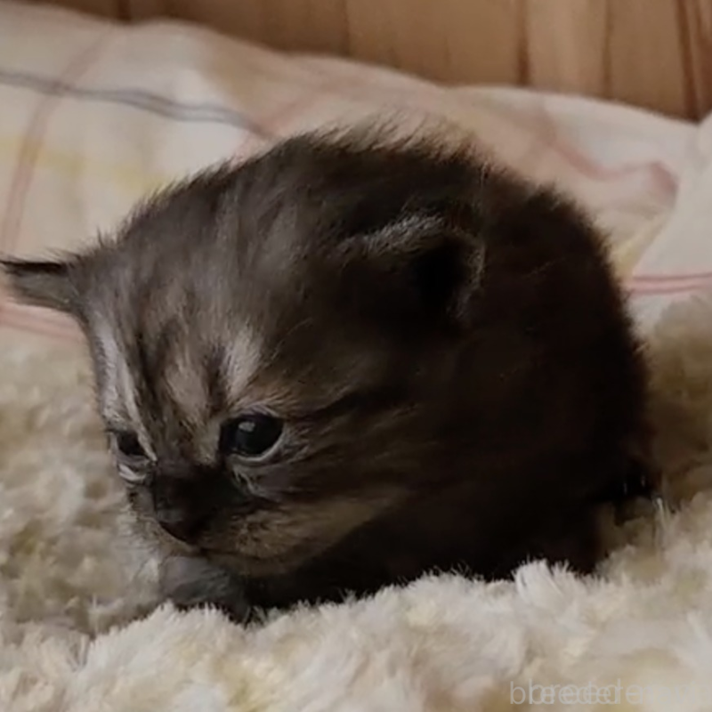 販売中の奈良県のマンチカン-132490