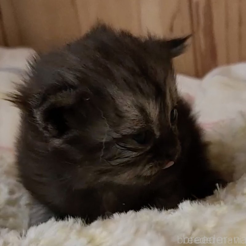 販売中の奈良県のマンチカン-132490の2枚目