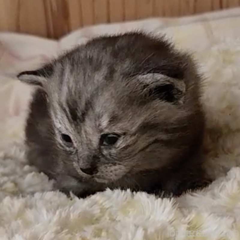 販売中の奈良県のマンチカン-132491の1枚目