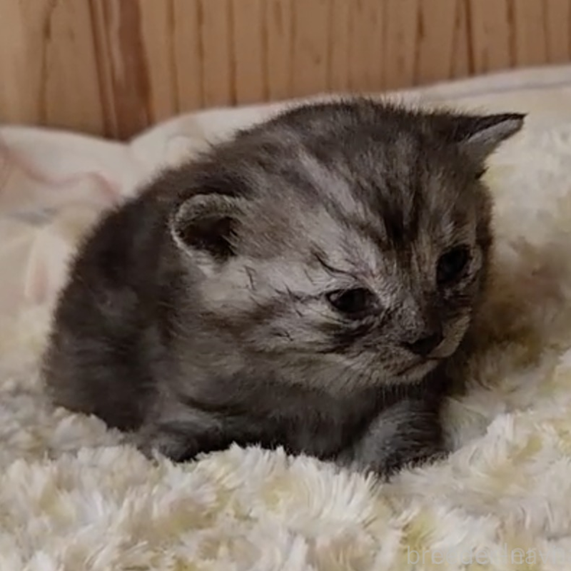 販売中の奈良県のマンチカン-132491の3枚目