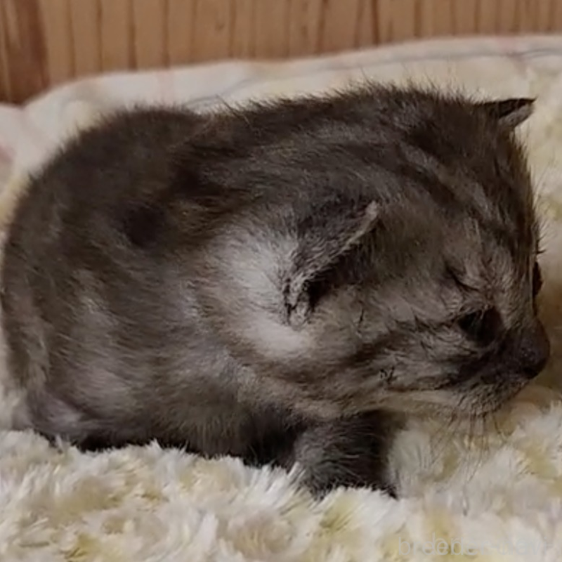 販売中の奈良県のマンチカン-132491の2枚目