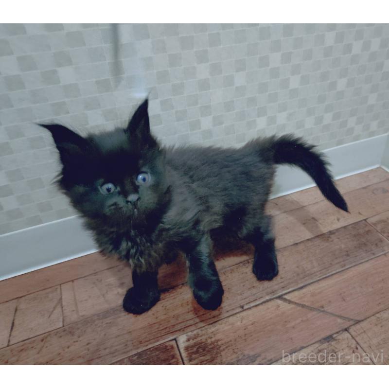 販売中の神奈川県のメインクーン-132493の5枚目