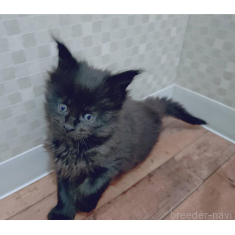 販売中の神奈川県のメインクーン-132493の4枚目