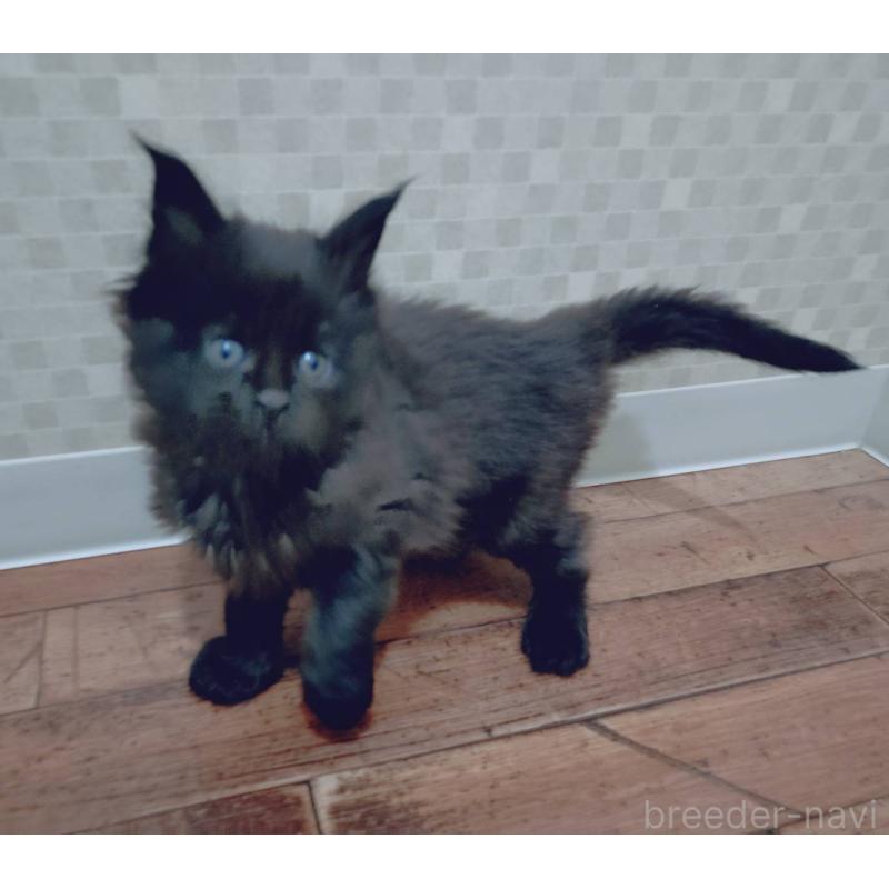 販売中の神奈川県のメインクーン-132493の3枚目