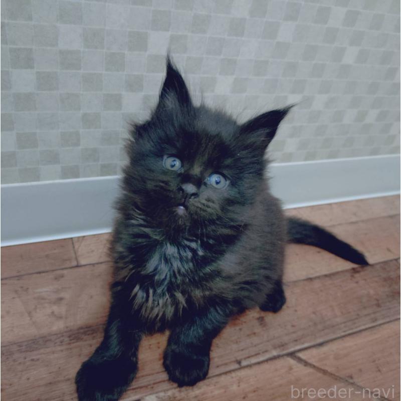 販売中の神奈川県のメインクーン-132493の2枚目