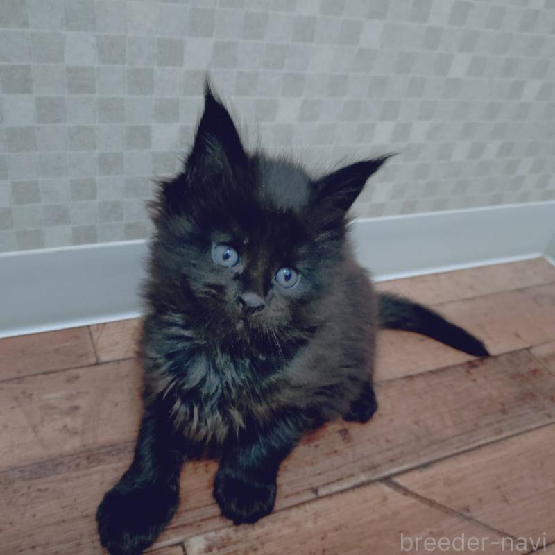 販売中の神奈川県のメインクーン-132493