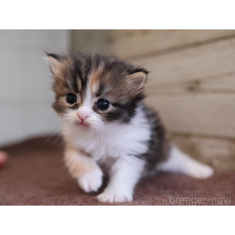 販売中の愛知県のサイベリアン-132492の8枚目