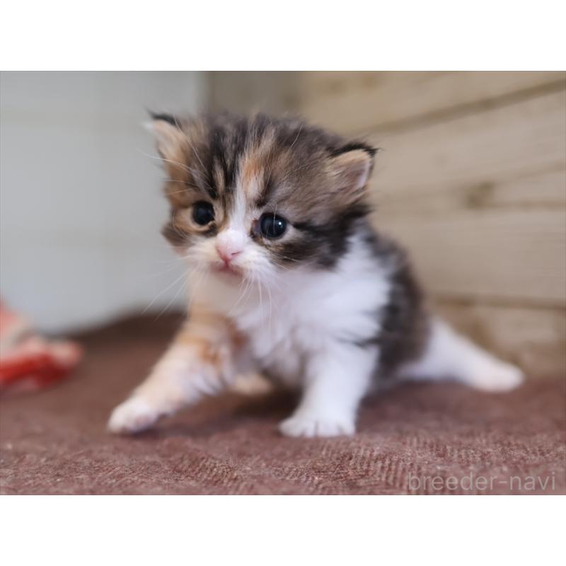 販売中の愛知県のサイベリアン-132492の9枚目