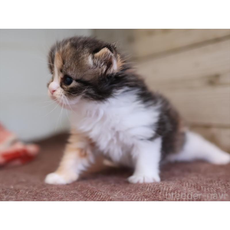 販売中の愛知県のサイベリアン-132492の7枚目