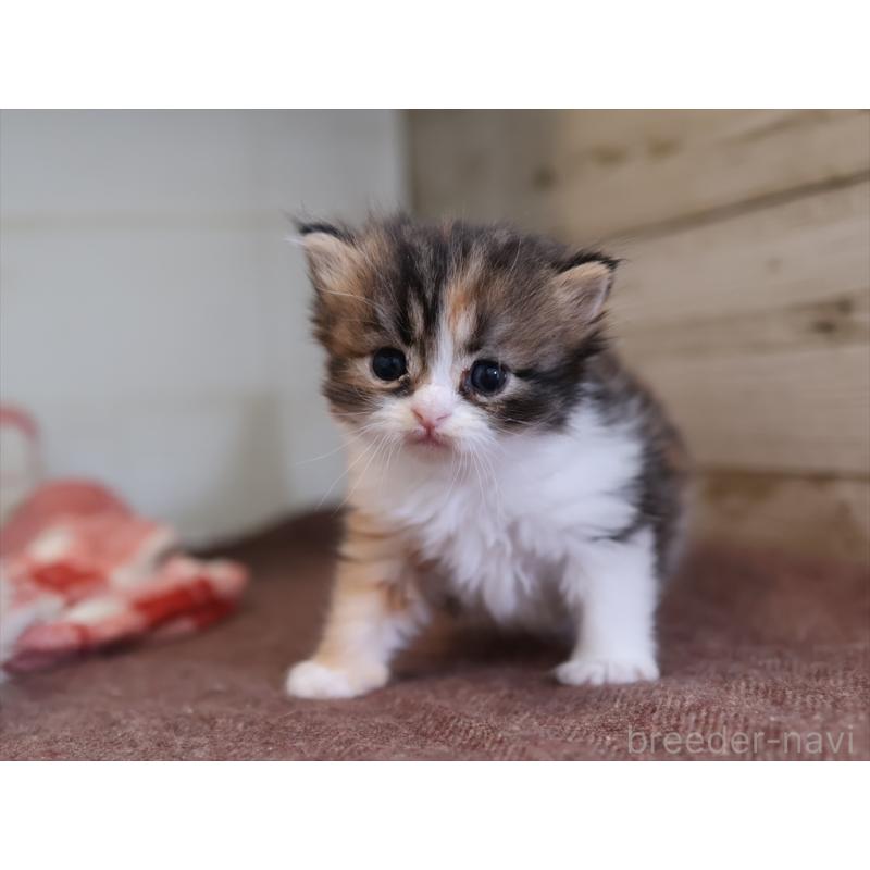 販売中の愛知県のサイベリアン-132492の6枚目