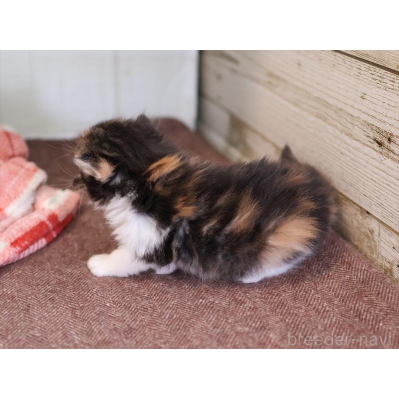 販売中の愛知県のサイベリアン-132492の5枚目