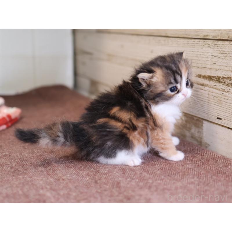 販売中の愛知県のサイベリアン-132492の3枚目