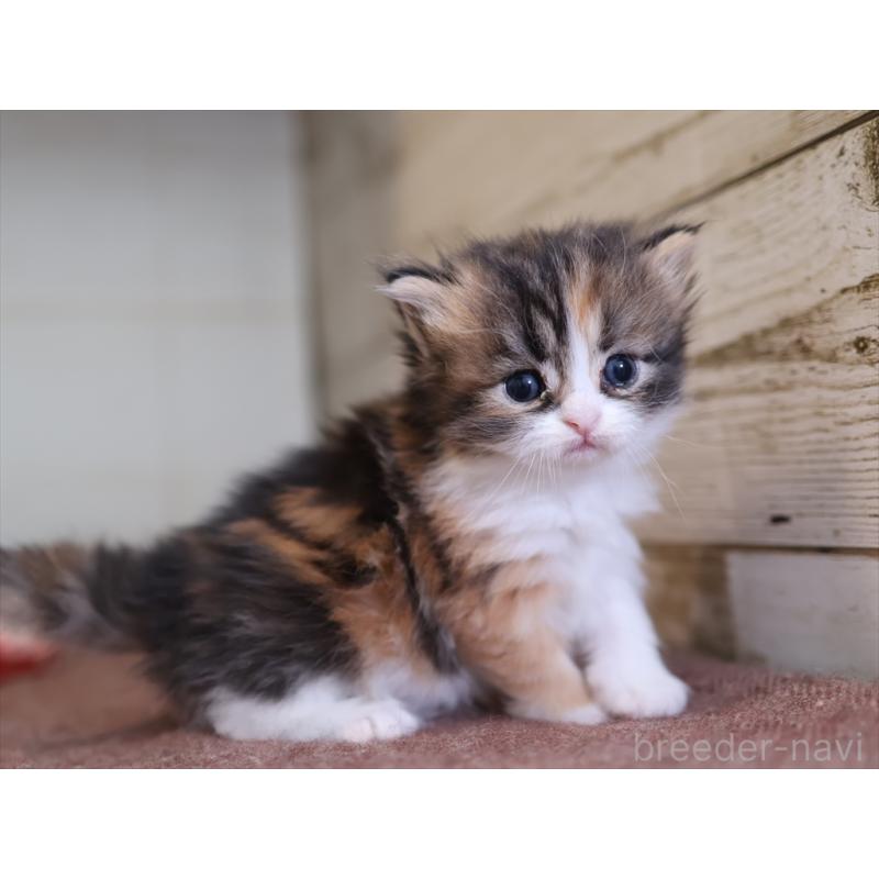 販売中の愛知県のサイベリアン-132492の4枚目