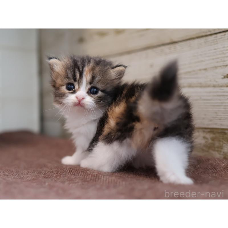 販売中の愛知県のサイベリアン-132492の2枚目