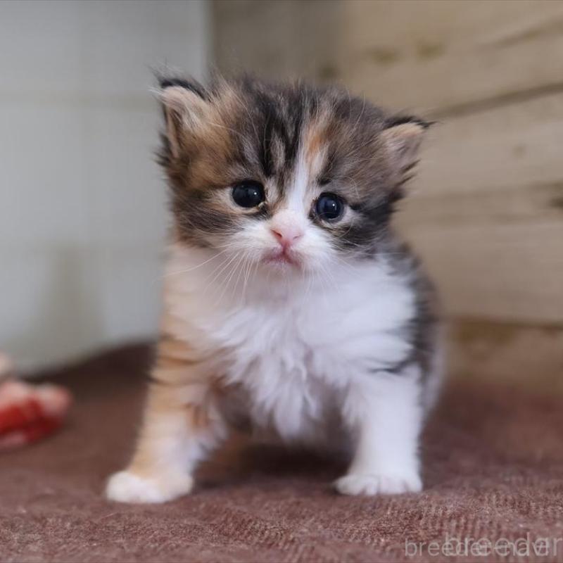 販売中の愛知県のサイベリアン-132492