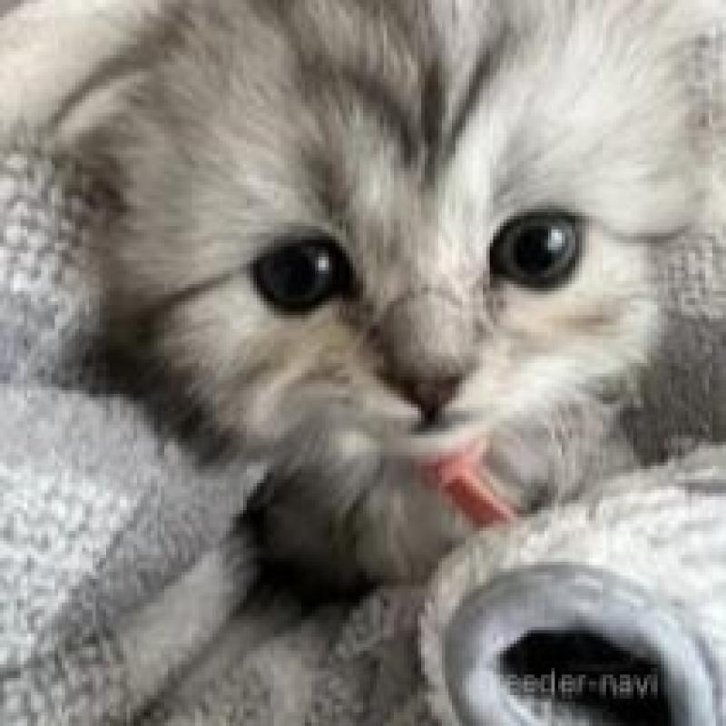 販売中の埼玉県のスコティッシュフォールド-132494