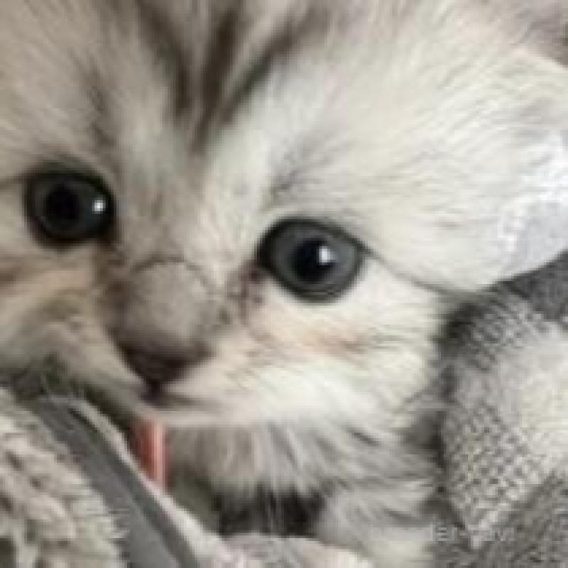 販売中の埼玉県のスコティッシュフォールド-132494の9枚目