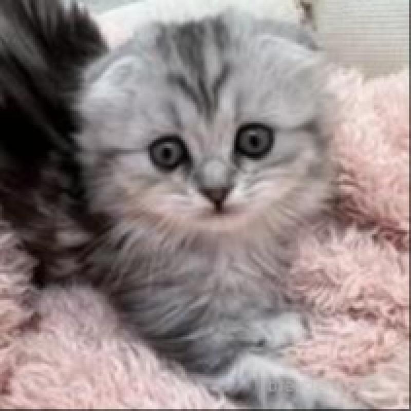 販売中の埼玉県のスコティッシュフォールド-132494の8枚目