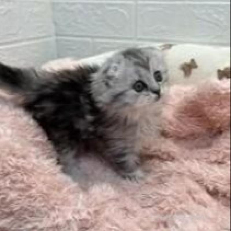 販売中の埼玉県のスコティッシュフォールド-132494の7枚目