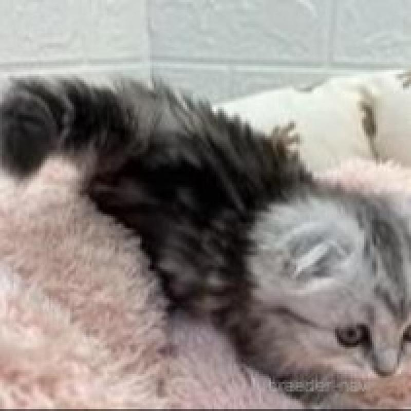 販売中の埼玉県のスコティッシュフォールド-132494の6枚目