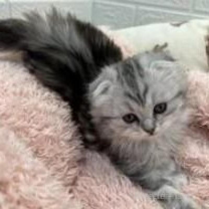 販売中の埼玉県のスコティッシュフォールド-132494の5枚目